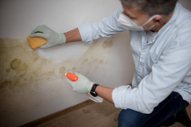 Best Mold Removal and Inspection  in Lyman, SC